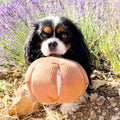 Jouet de Fouille Chien Citrouille – 6 Poches