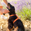Harnais chien orange - Cuir vegan