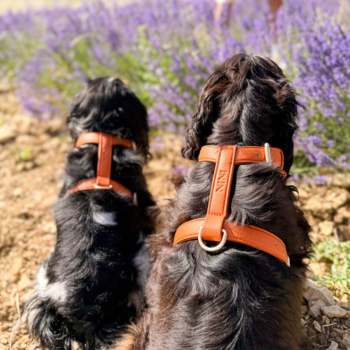 Harnais chien orange - Cuir vegan