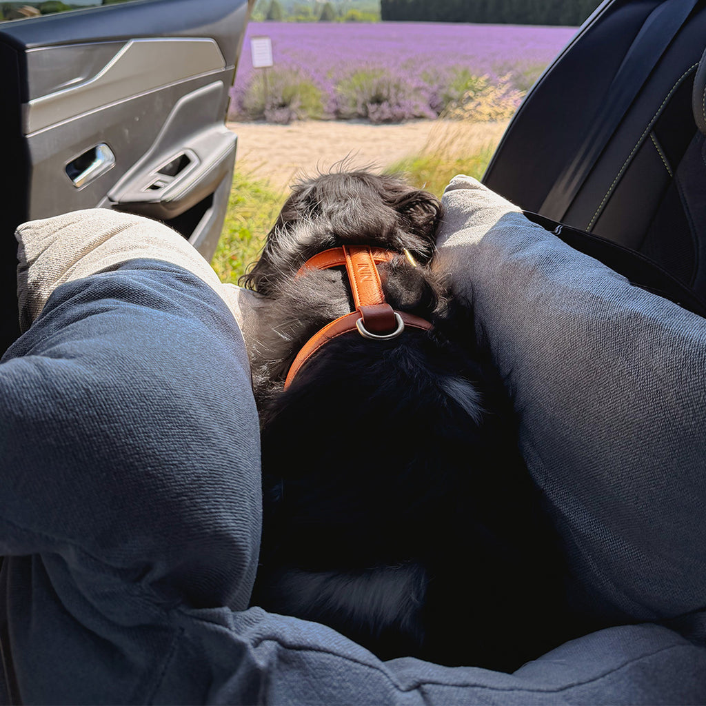 Panier Transport Chien Gris – 3 en 1 Voiture