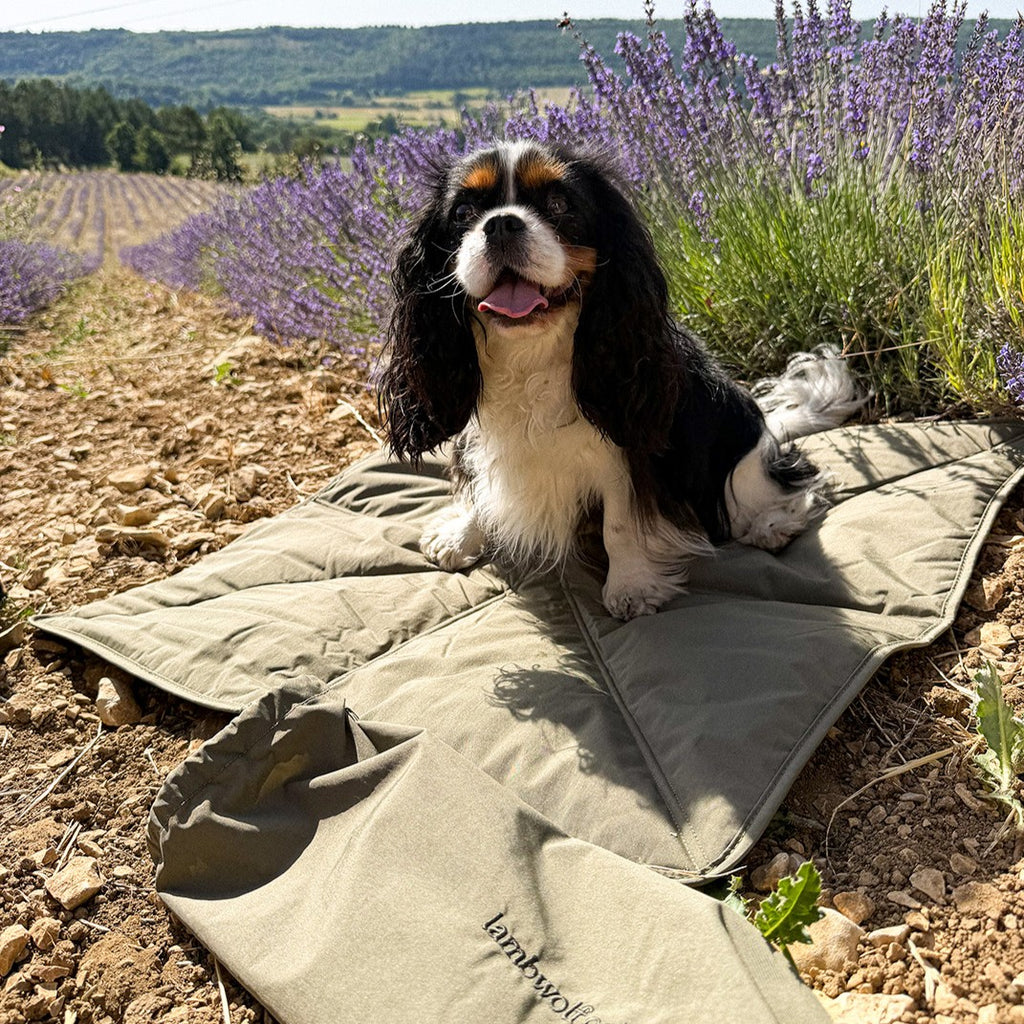 Tapis Transport Chien – Léger & Compact